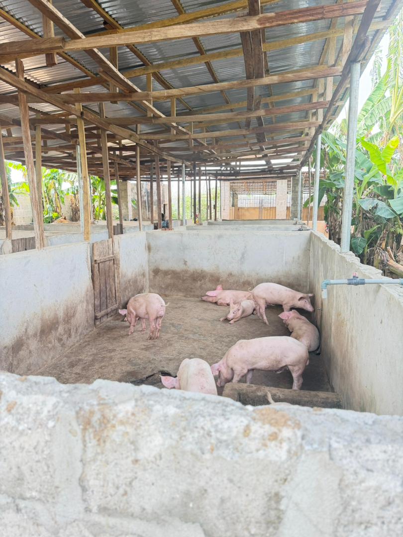 Farm Advisory & Consultancy at Norbon Agro Farm